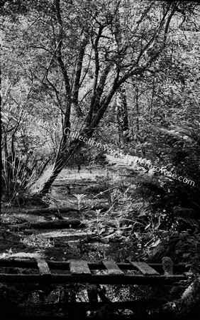 TREES IN GRAPERY IN S.E.WOOD NEAR STREAM THE BRIDGE